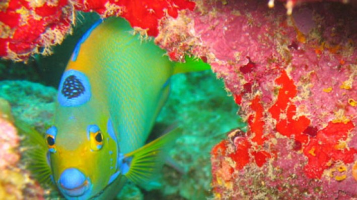 fishesDisk (21)_174